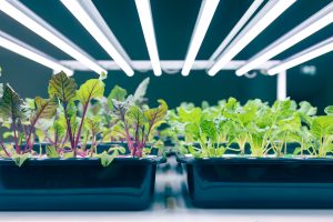 FoodSeed 2025