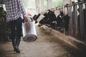 Lactalis caseario 2025
